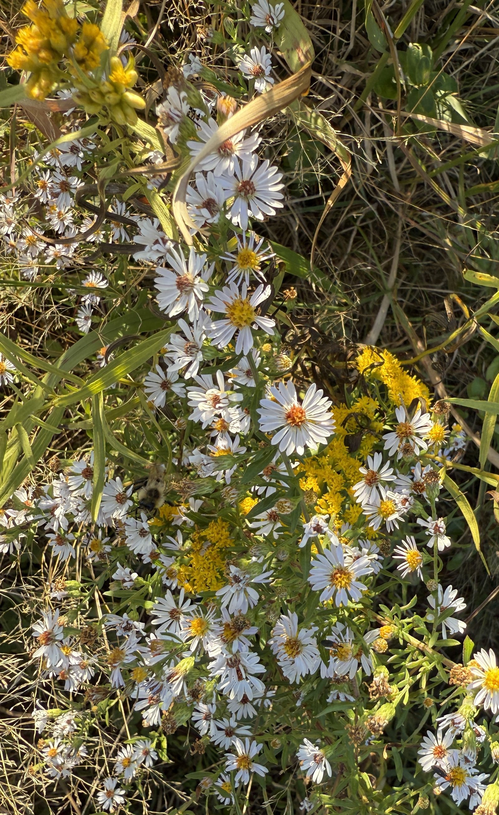 aster and goldenrod (8087)