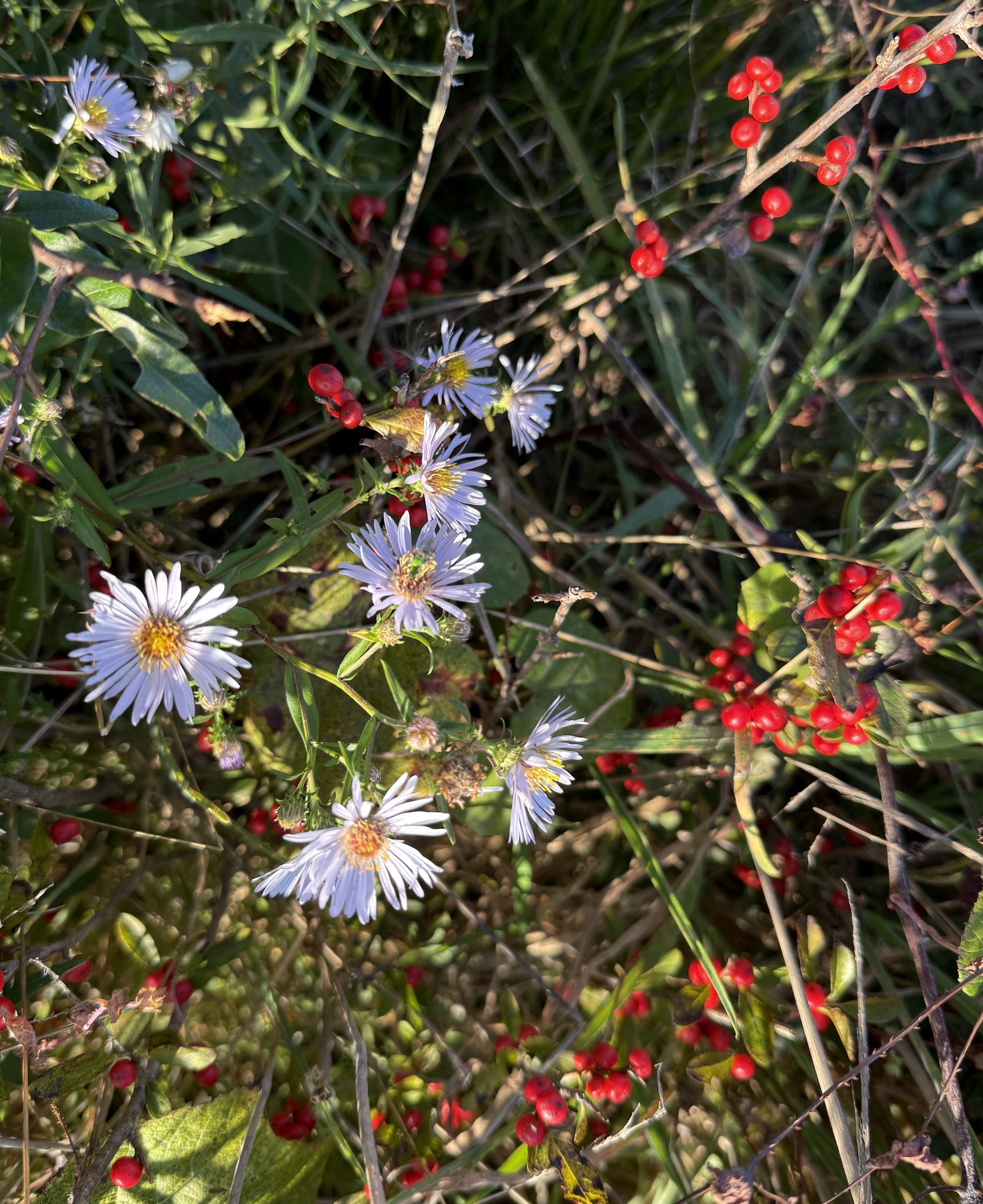 winterberry (8085)