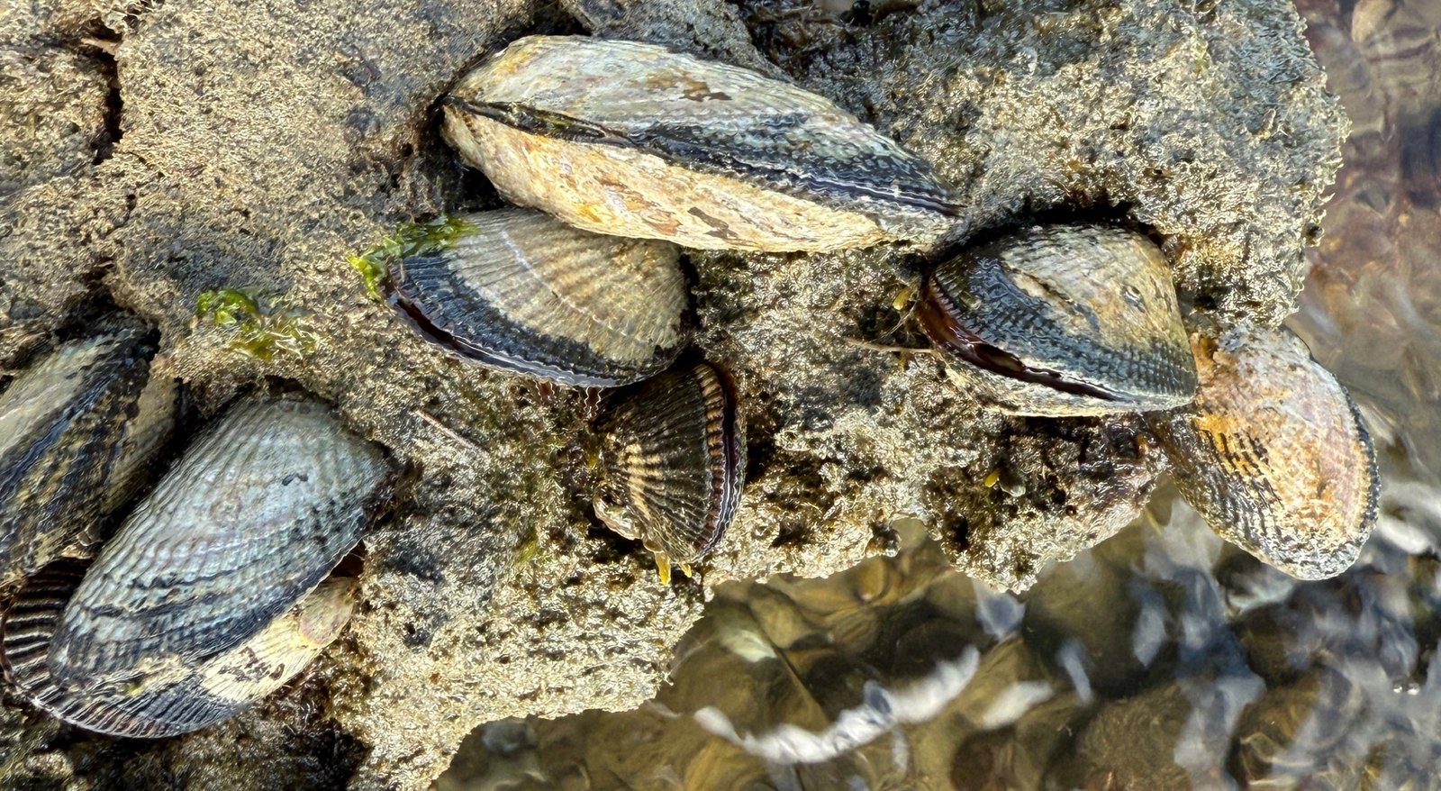 bivalves along the shore of Lake Montauk