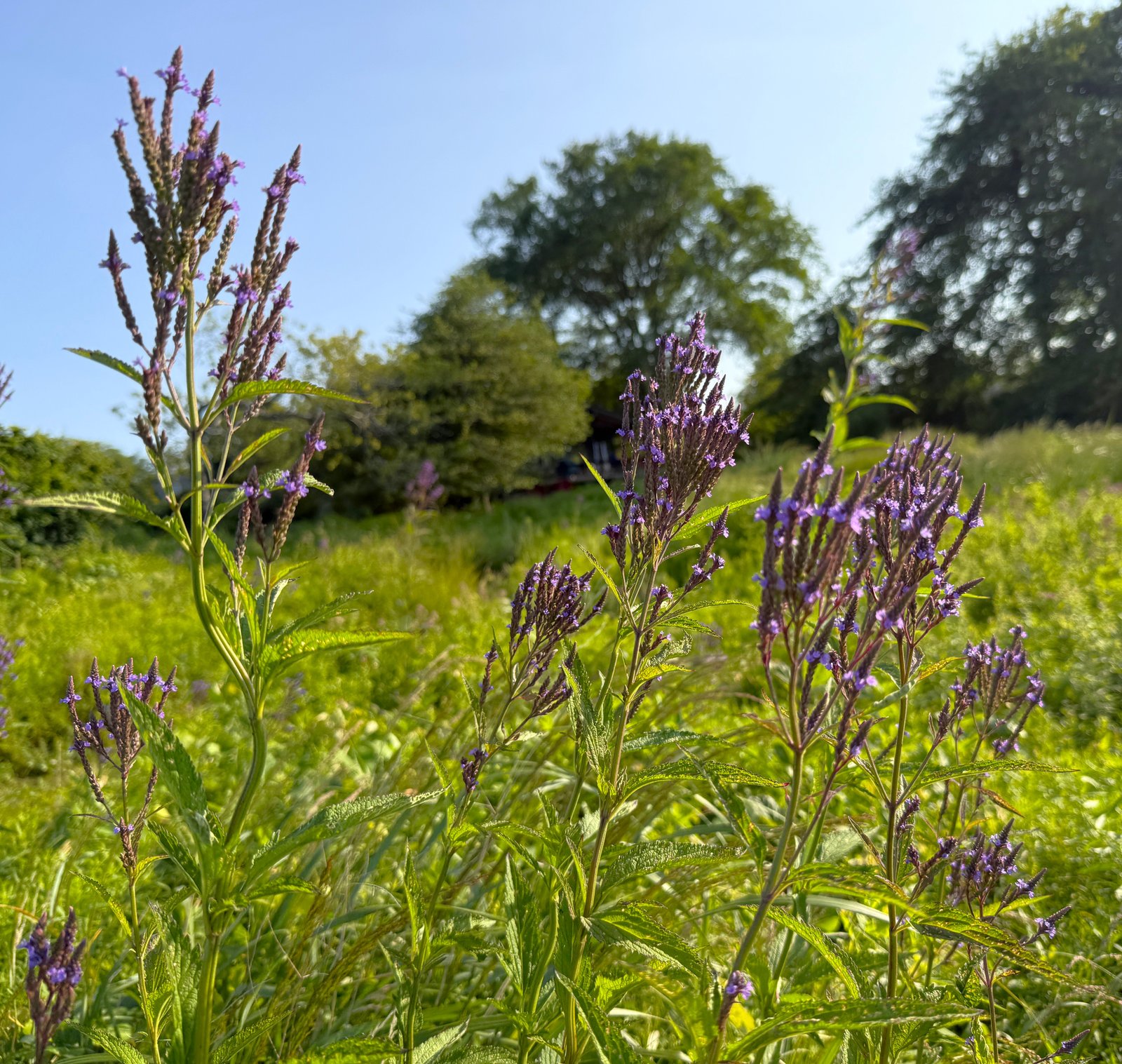blue vervain in meadow