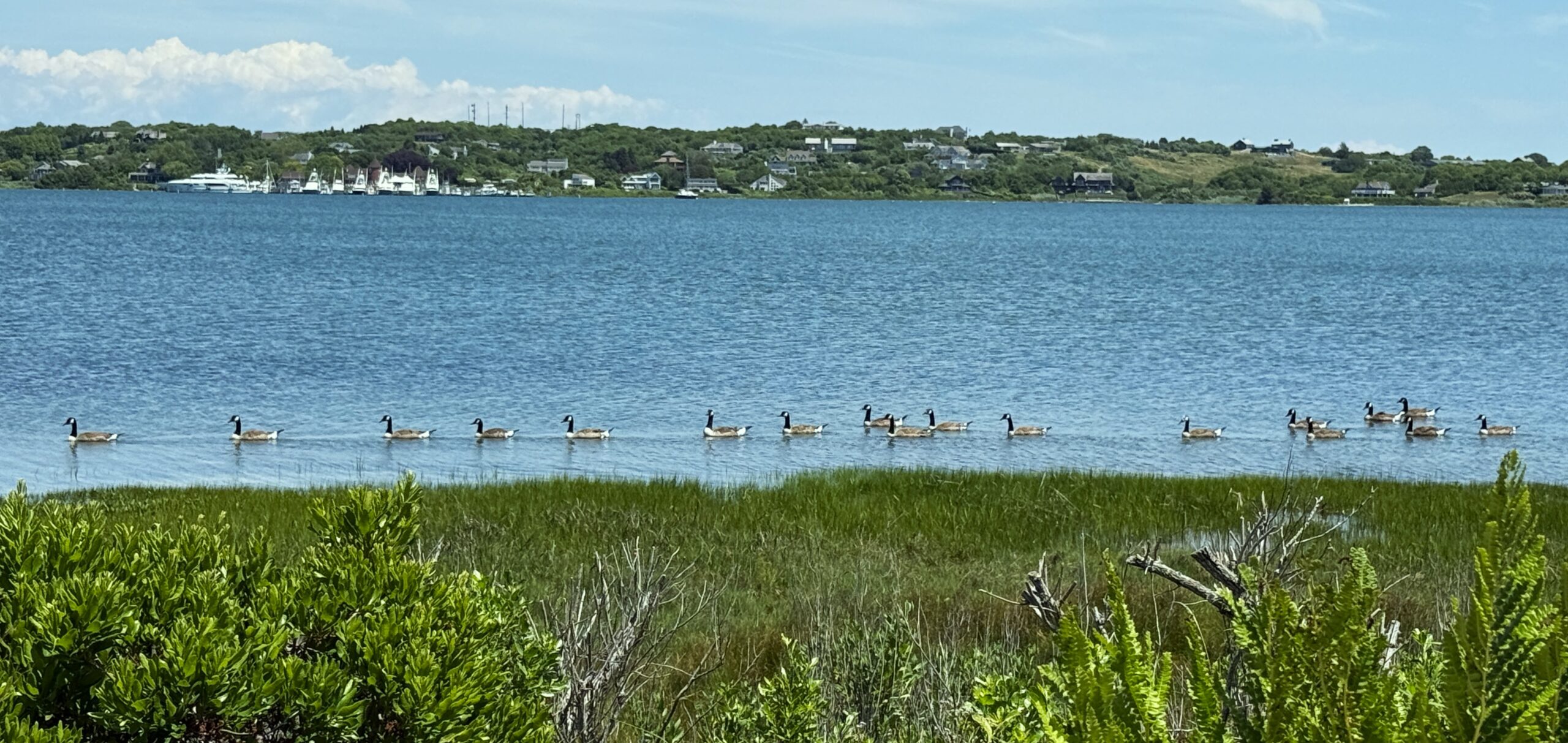 Geese Procession Line of Geese