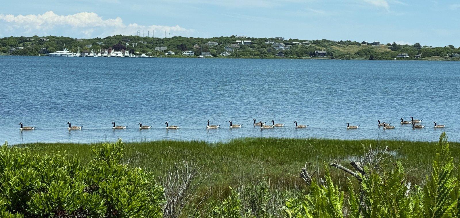 a gaggle or string of geese swimming alongside the shore of Lake Montauk