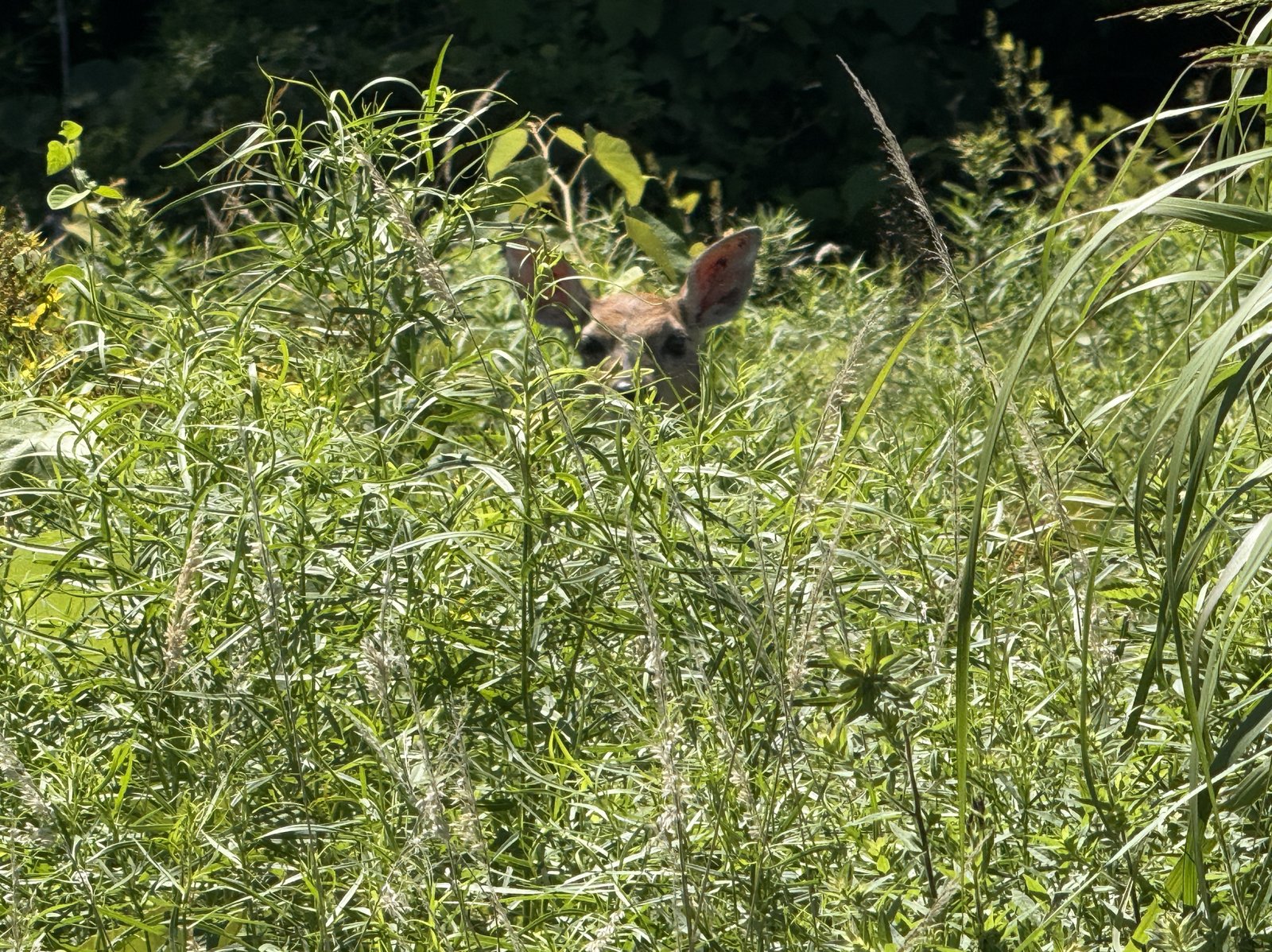 deer hiding in the meadow (7320)