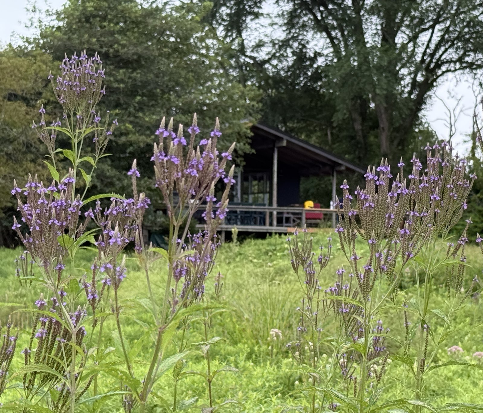 blue vervain (7392)