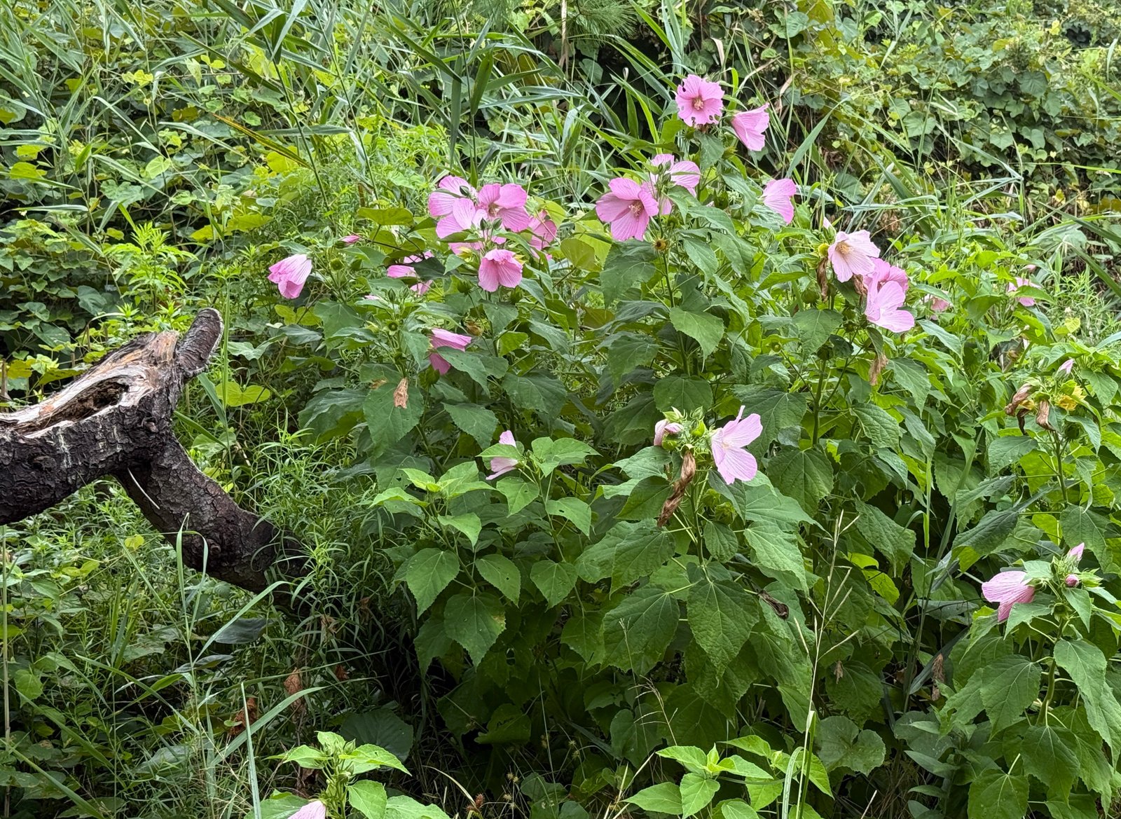 swamp rose mallow