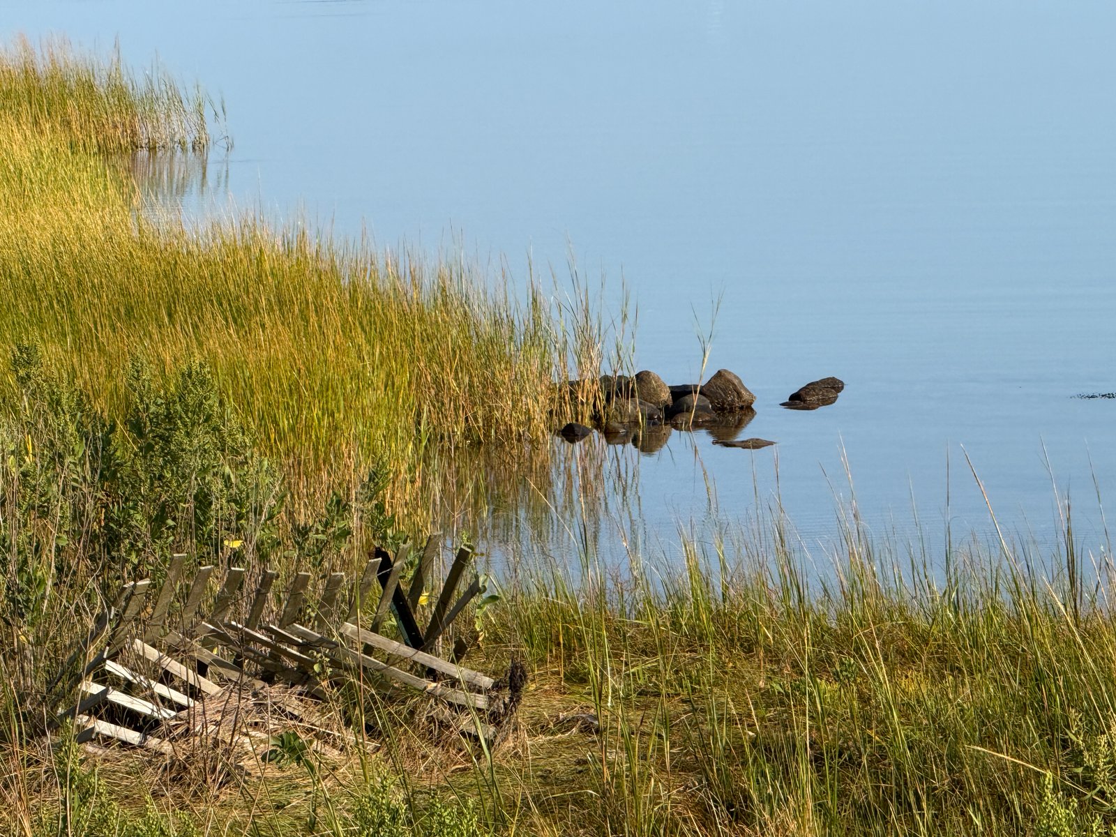 shoreline of Lake Montauk with shore grasses, snow fence, stones