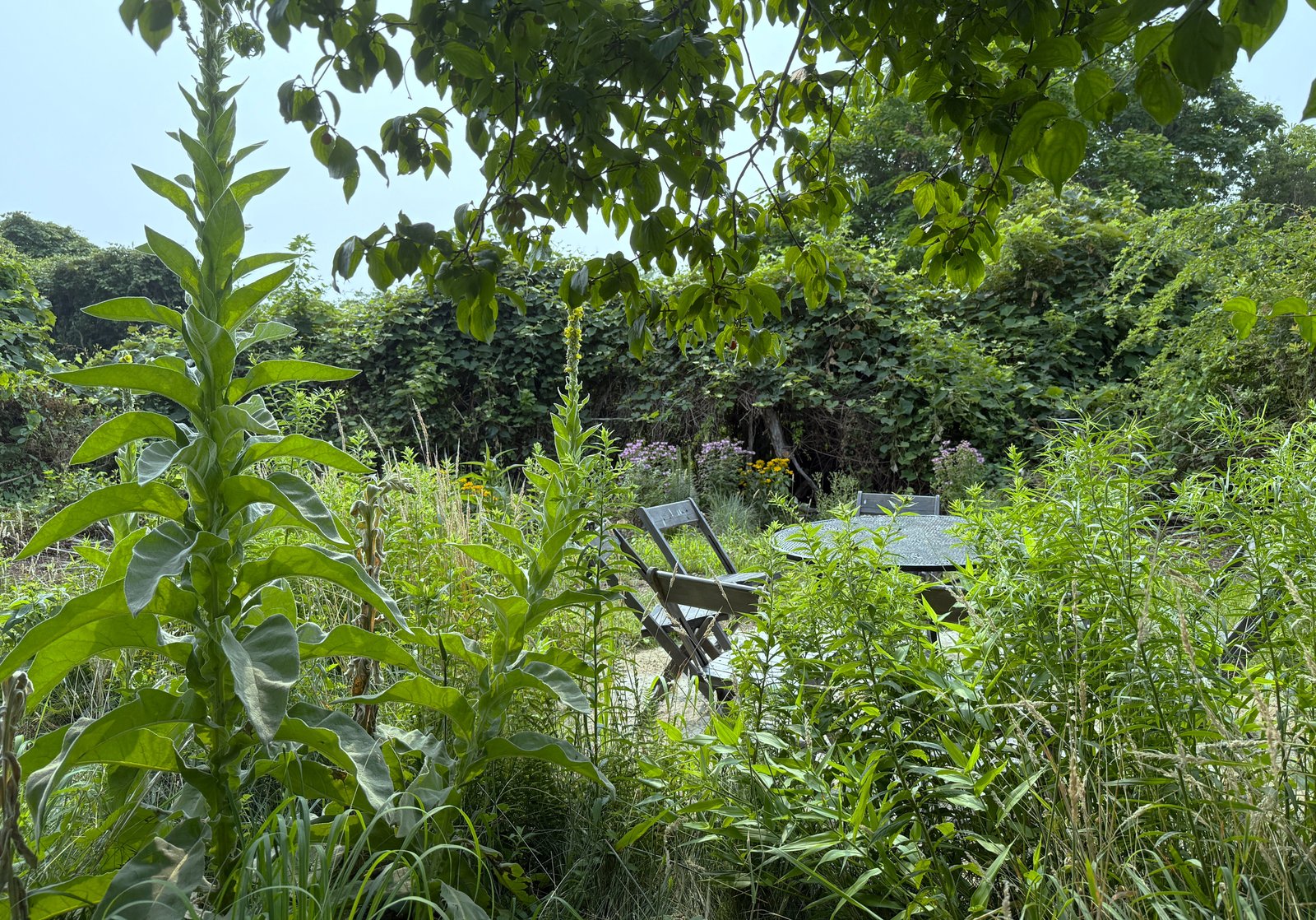 social zone behind house (9220)