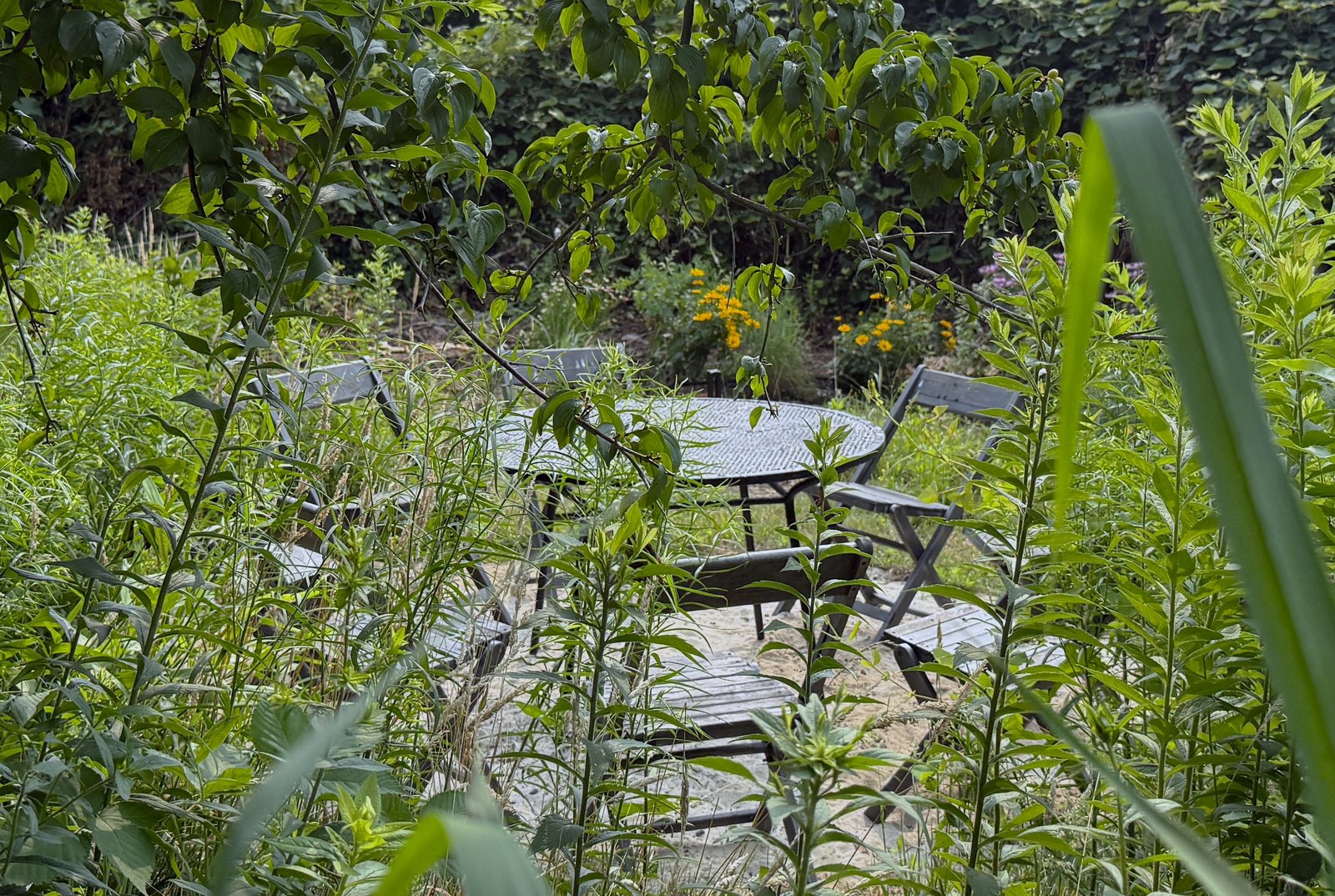 social zone behind house (9221)
