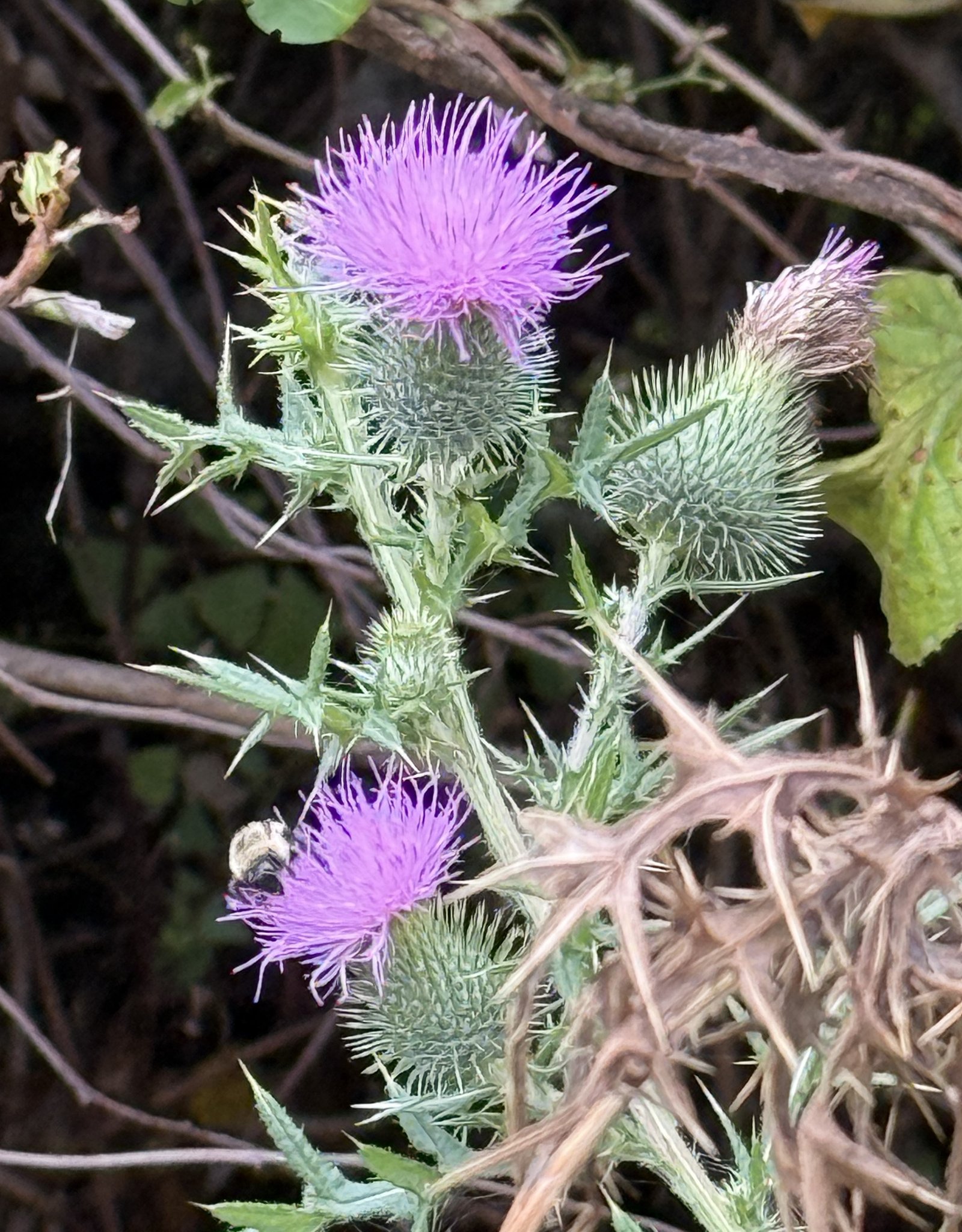 thistle (7991)