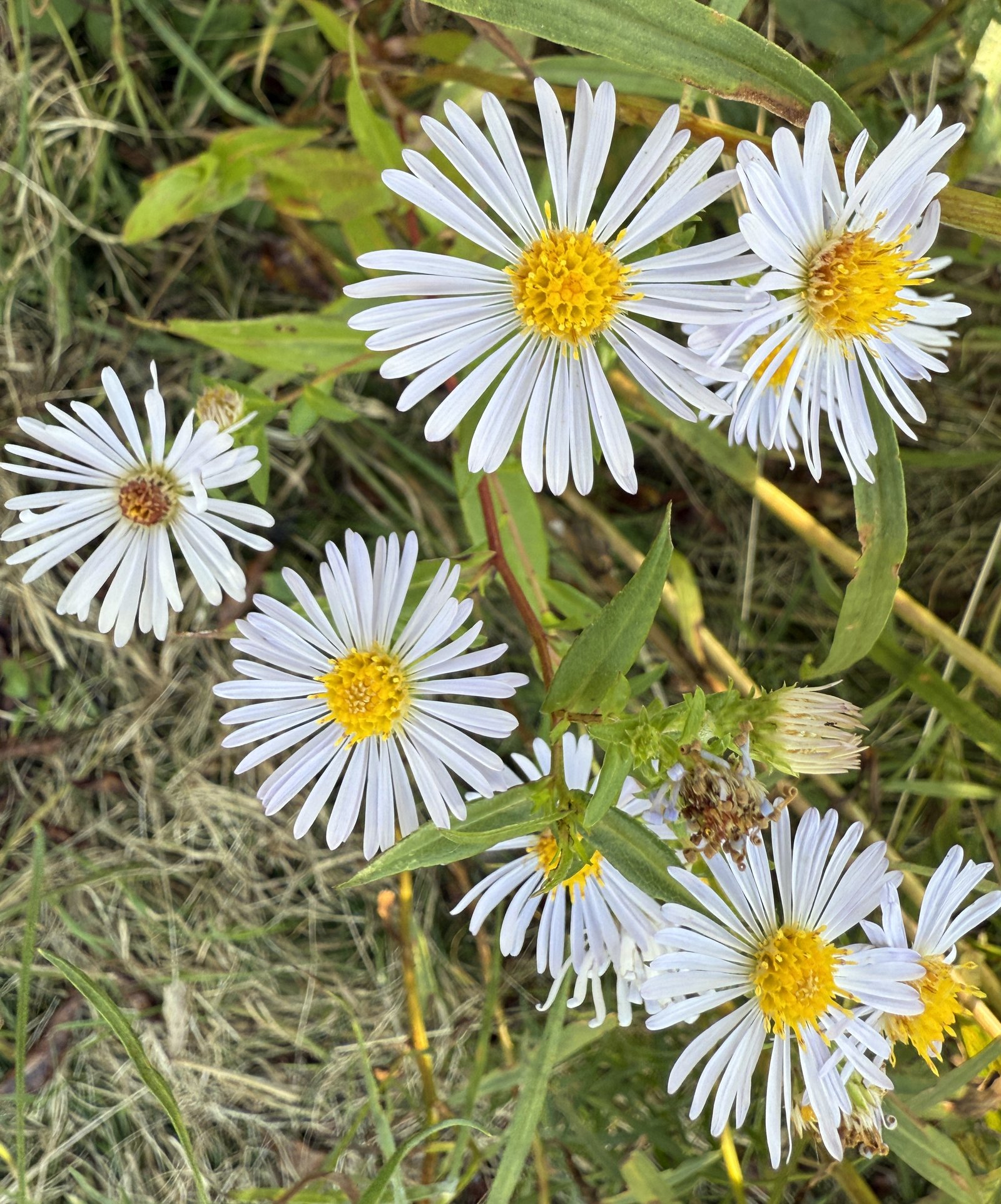 asters in the meadow (8083)