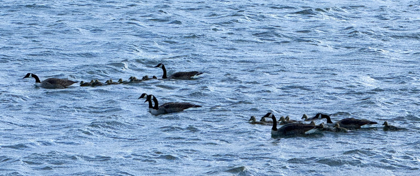 geese and goslings on the lake (7121)