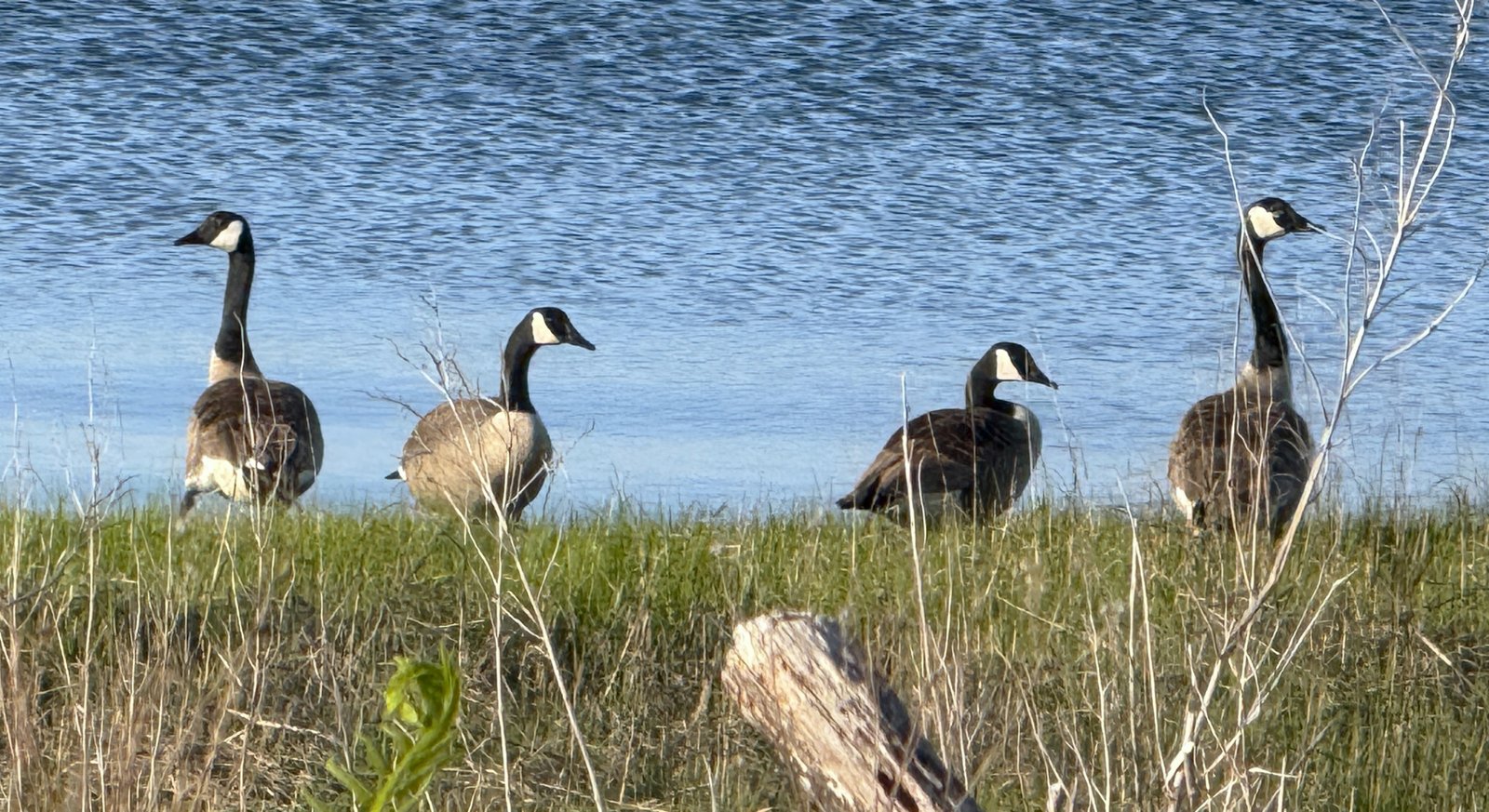 geese on the shoreline (7099)