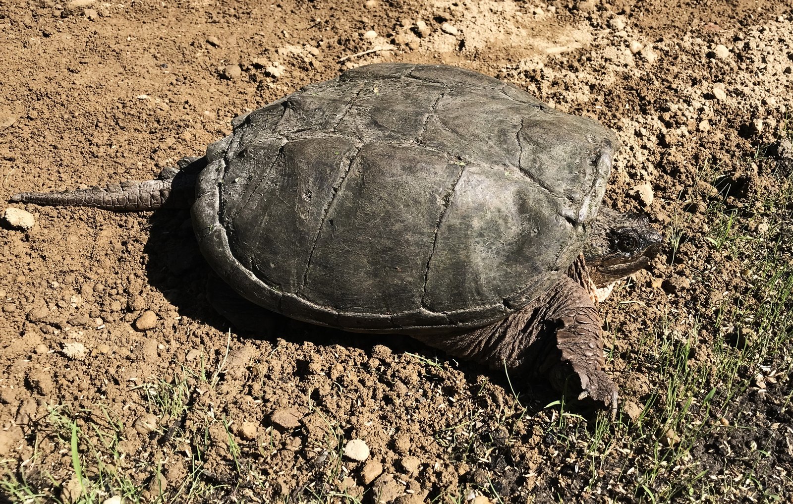 snapping turtle